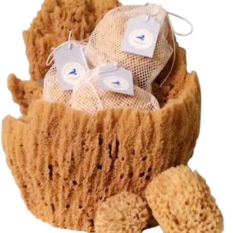 Sponges
